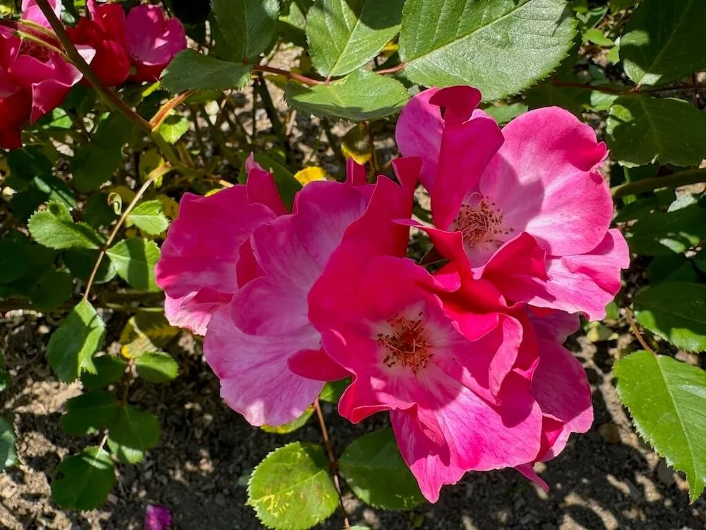 Rosa 'Betty Prior' (Betty Prior Floribunda Rose) — Northwest Blooms